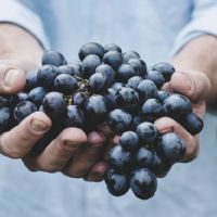 THE HARVEST or VENDEMMIA