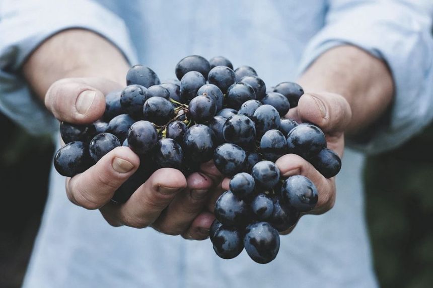 THE HARVEST or VENDEMMIA