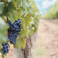 SUPERLATIVE WINES IN PIEMONTE