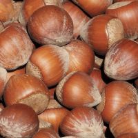 HAZELNUT AND QUALITY CHOCOLATE