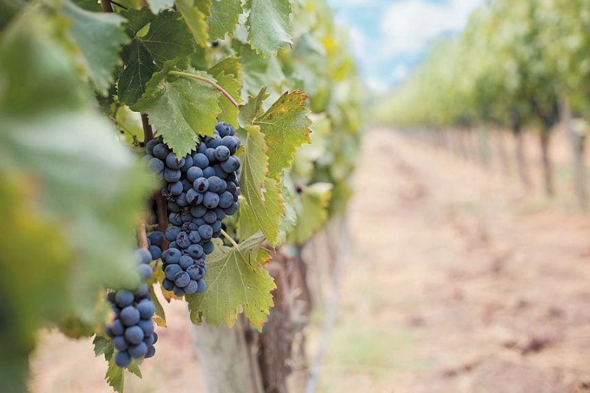  SUPERLATIVE WINES IN PIEMONTE