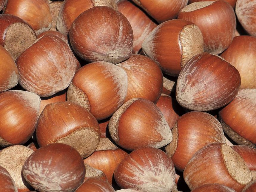 HAZELNUT AND QUALITY CHOCOLATE