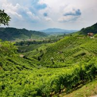 VALDOBBIADENE HILLS, PROSECCO AND THE MOST PRECIOUS GRAPES