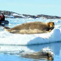 MAGNIFICENT WALRUS