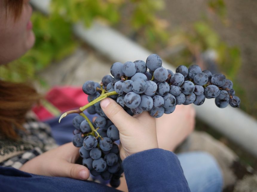 GRAPES FROM SICILY