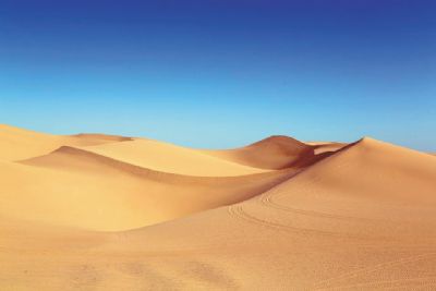 LA VITA NEL DESERTO*