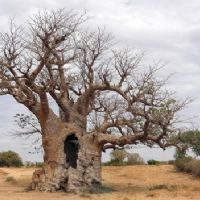 Il Baobab il simbolo del Senegal