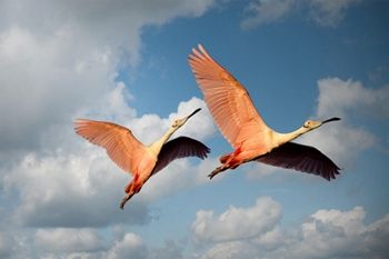 Aironi