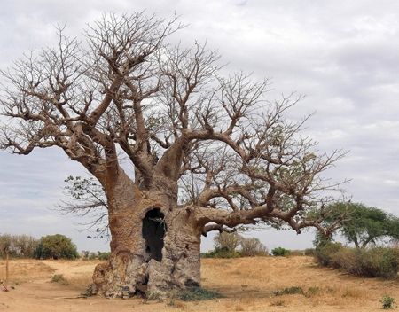Il Baobab il simbolo del Senegal