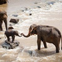 ELEFANTE DEL BORNEO
