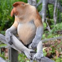 BORNEO MALESE 2026