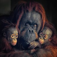 ORANGHI DEL BORNEO