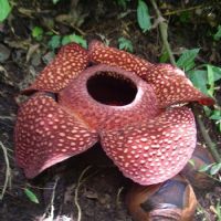 RAFFLESIA