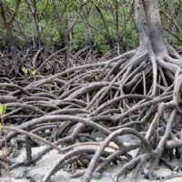 MANGROVIE DEL BORNEO