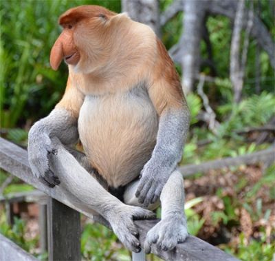 BORNEO MALESE 2026
