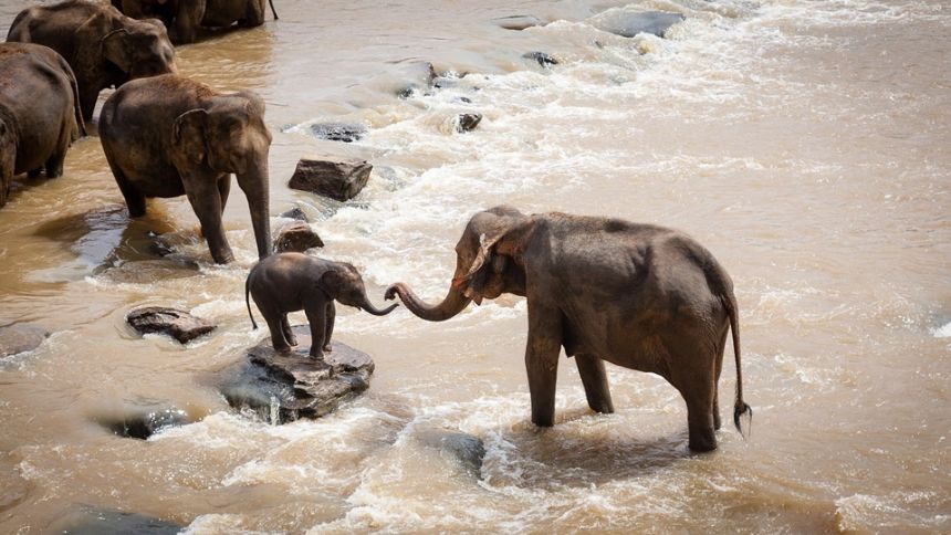 ELEFANTE DEL BORNEO