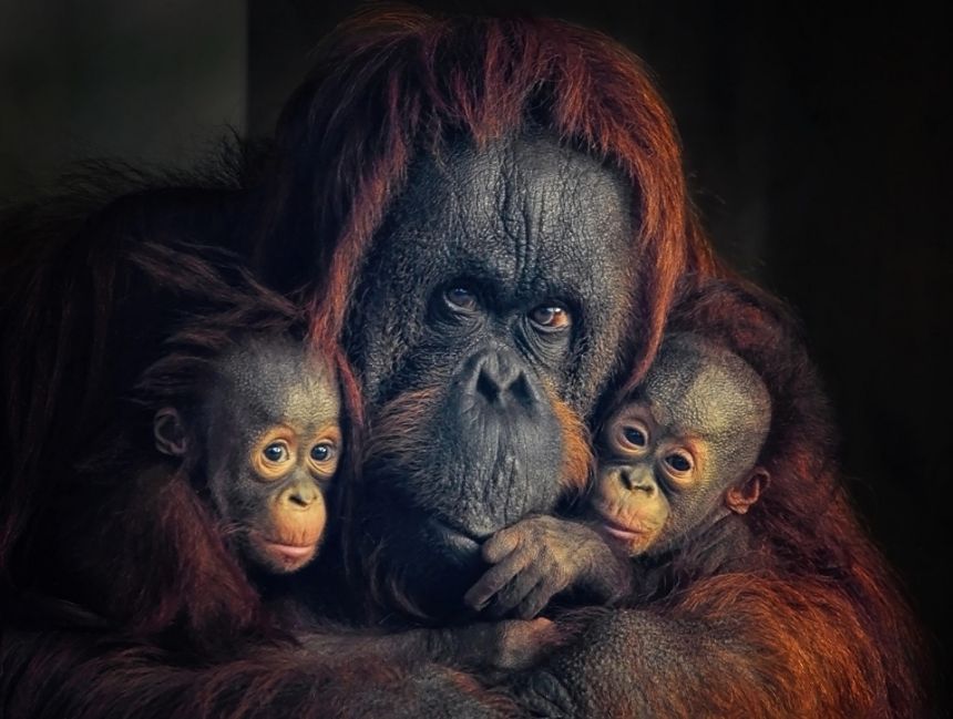 ORANGHI DEL BORNEO