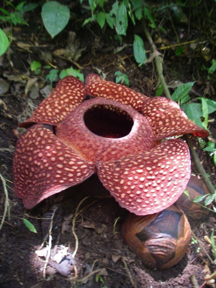 RAFFLESIA