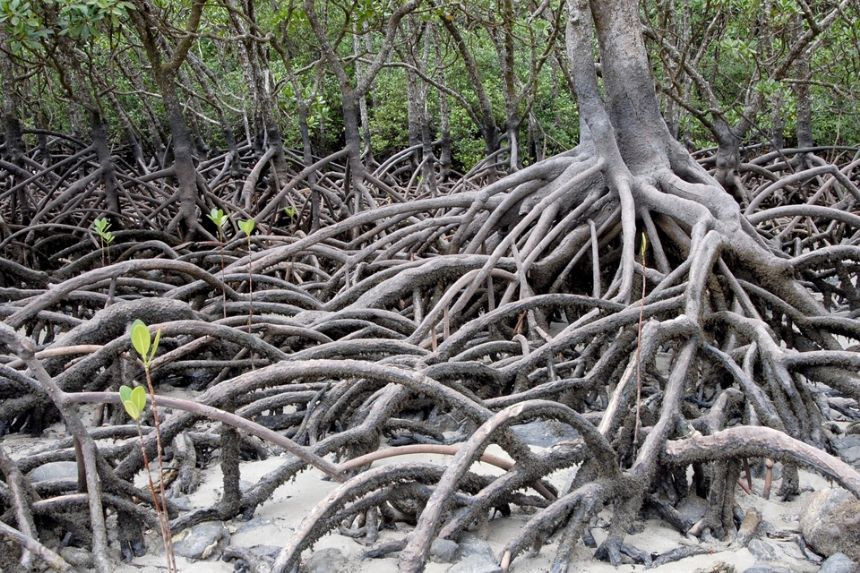 MANGROVIE DEL BORNEO